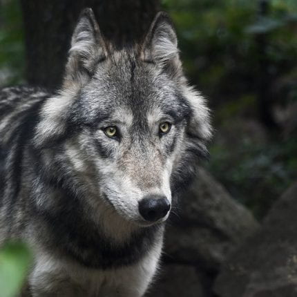 STOP the Wolf Cull in Western Canada: Re-visiting Human-centric Development